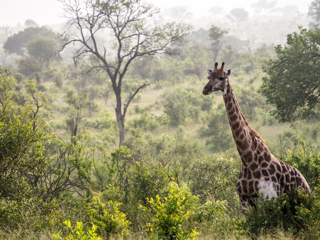 Africa's Startup Ecosystem Gains Traction with Nearpays' UN AI Win