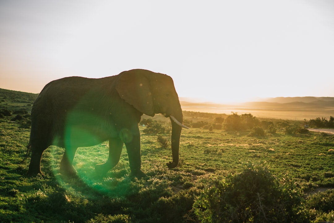 Africa's Tech Ecosystem Stifled by Missing Billionaires