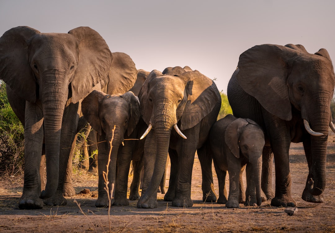 Botswana Tech Fund Unlocks Southern Africa's Hidden Startup Potential