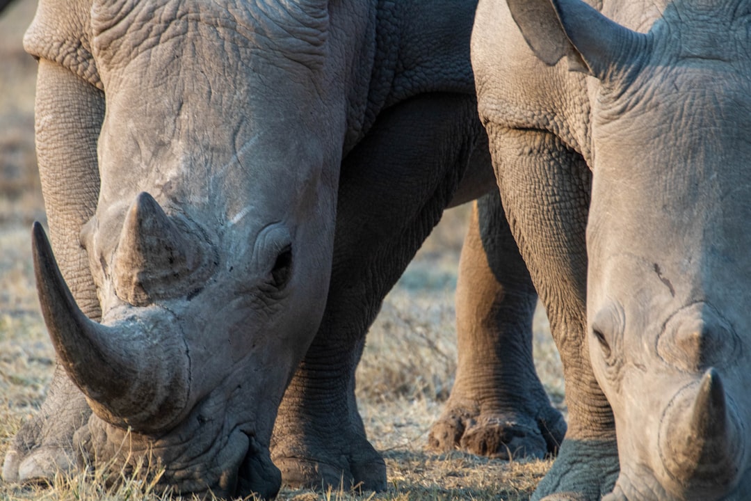 Botswana Tech Fund Unveils $64M War Chest for Southern Africa Startups