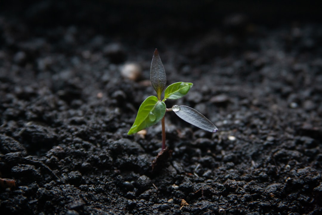 Catalyzing Startup Growth through iDICE Bridge