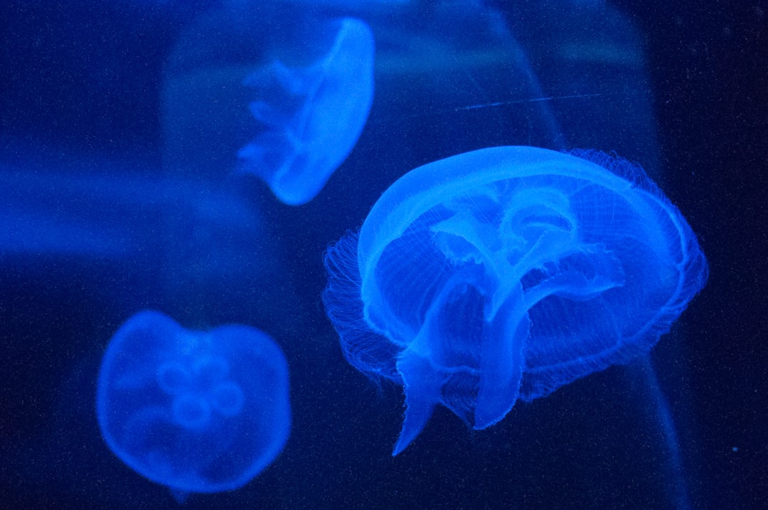 Flutterwave's Brain Drain Fuels Ghana-Germany Startup Pipeline