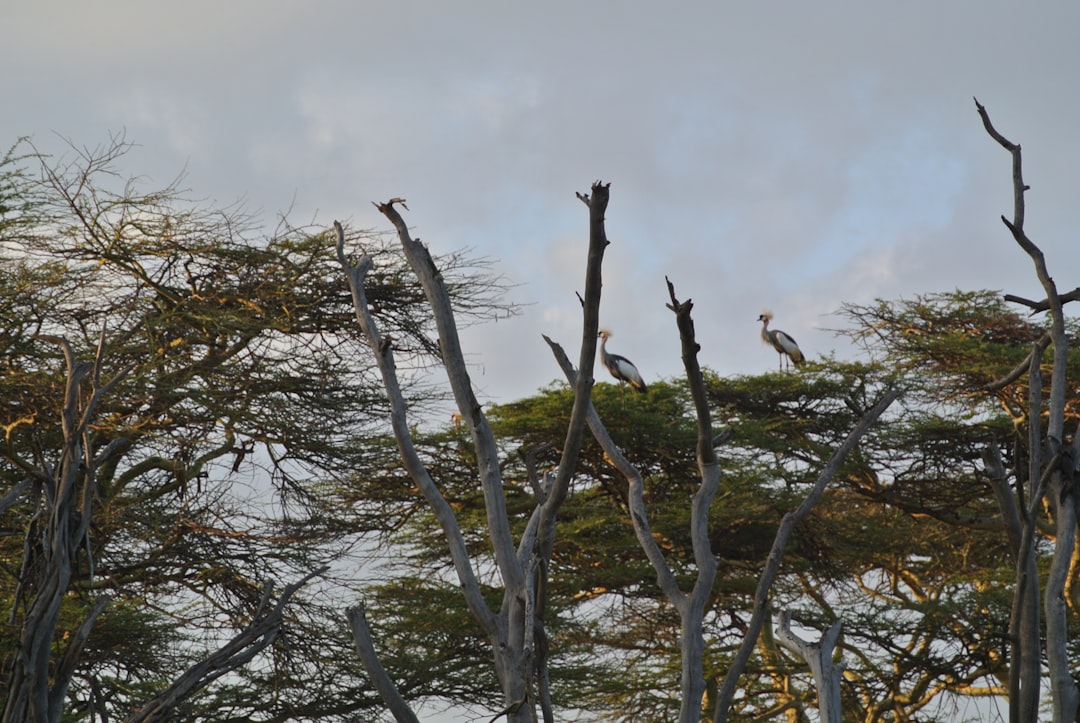 Kenya’s Ascent Nears USD 1bn as Nigeria’s Funding Share Lags Behind Africa’s Big Four, Techpoint Africa Reports on $3.8bn Raise