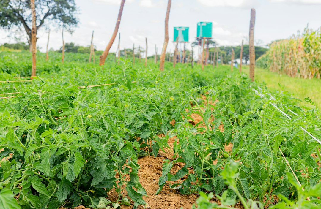 Nigeria's Agritech Startups Secure Up to $270m Funding Amidst Sector Boom